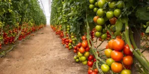 Grupo Agroponiente – Productor y mayorista de frutas y verduras